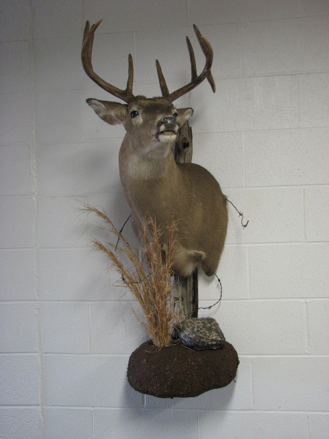 Shipman's Taxidermy Studio